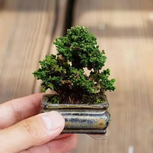 怡景园 日本小品石化桧 大树型盆景 微型盆栽 实物拍摄 仅此一盆2