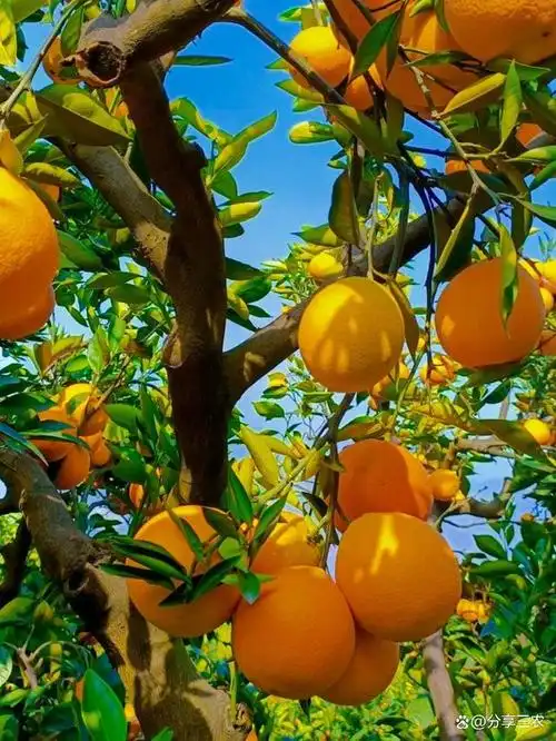 农村橙子种植一直是传统的农业产业,但在现代农业科技不断进步和市场