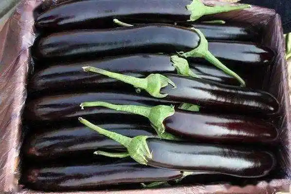 买茄子选圆的还是直的菜农告诉你真相保证个个好吃