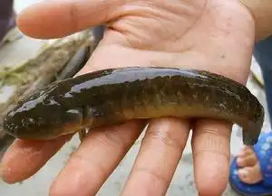 (lacepede,1802) 英文名:chinese black sleeper 俗名:文鱼,笋壳鱼,土