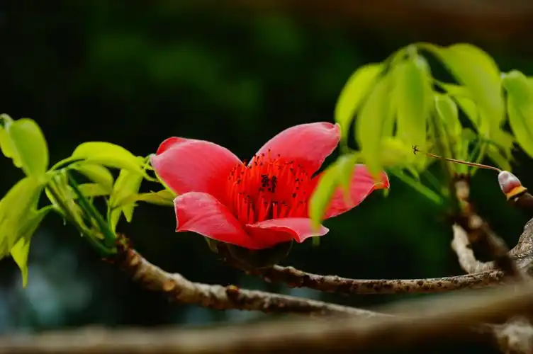 英雄礼赞——木棉花