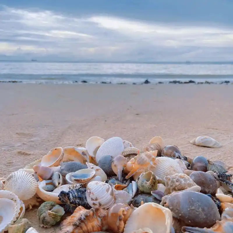 北海 涠洲岛 贝壳沙滩 关于内陆女孩去海边看到贝壳🐚走不动路这件