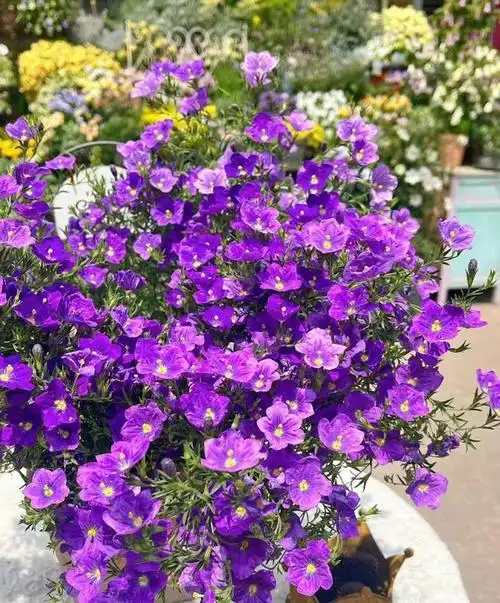 40度高温仍开花,颜值很高,花期有三季|植株|花朵|银杯|多肉植物_网易