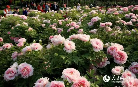 第34届中国洛阳牡丹文化节4月5日开幕-中国搜索河南