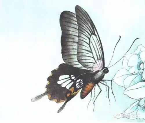 图文教程李晓明工笔蝴蝶设色步骤示范二