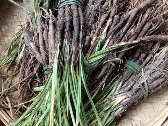 新鲜苗药仙茅中草药材500g包邮贵州地棕独茅其他药食同源食品