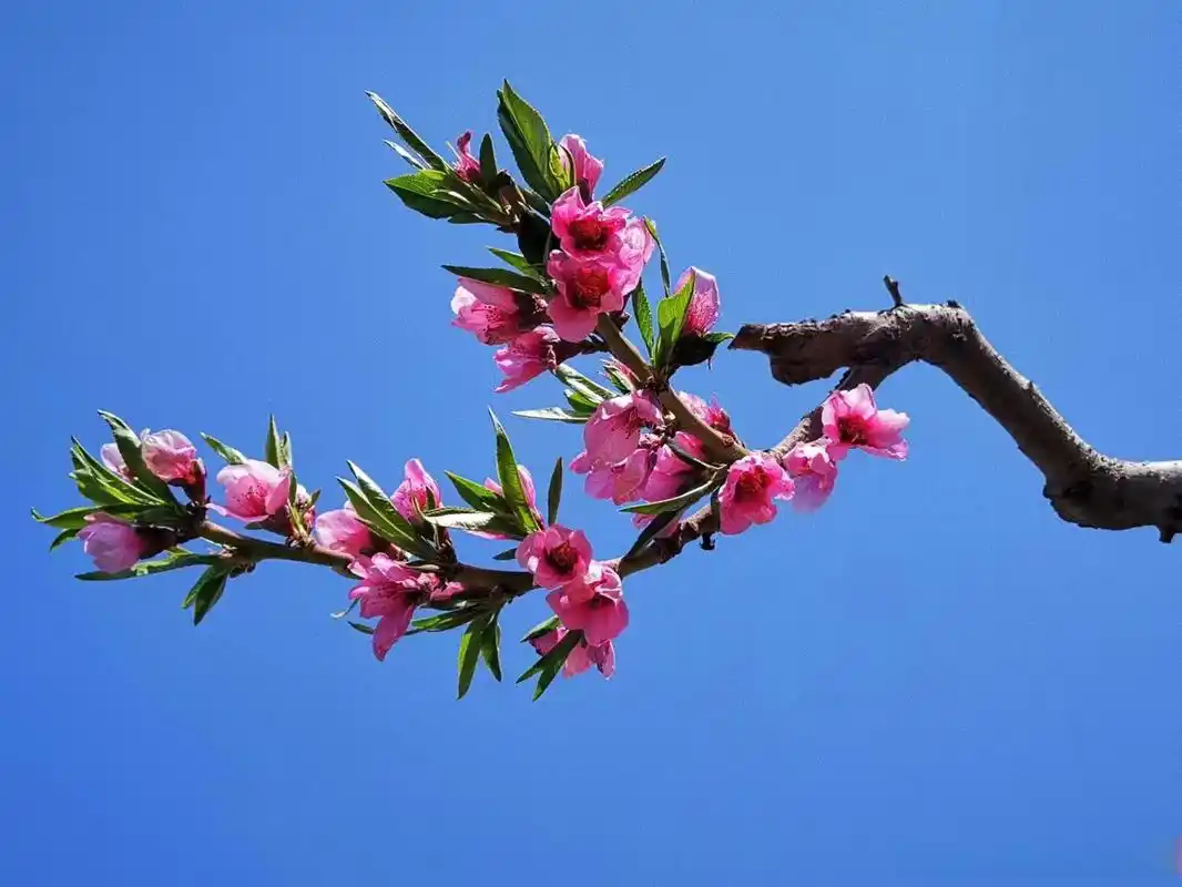 2023年4月26日,桃花开了的样子,让人向往从前安宁区蒋大为演唱会的