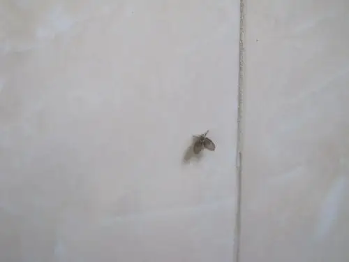 请问这是什么虫子