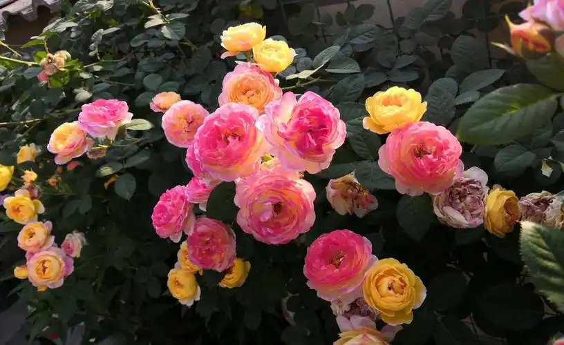 小知识:詹森月季的优缺特点是什么(月季花詹森品种好养吗)-南康号