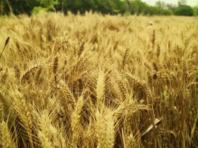 桐同学秋收寻麦记2017年6月