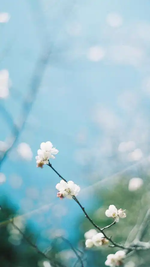 小清新花卉手机壁纸图片,植物,风景,高清,小清新,自然,摄影,花卉,手机