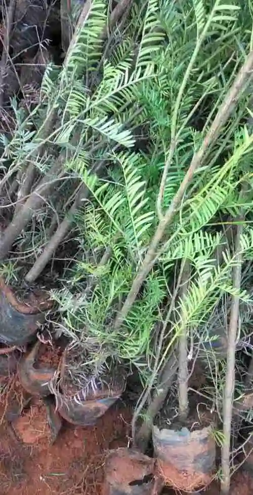 哪里有红豆杉小苗红豆杉杯苗价位