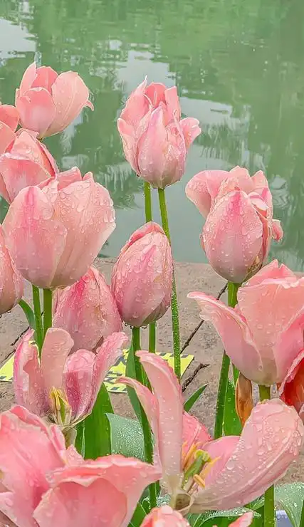 聊天背景-透明背景素材-聊天背景图片大全-想到你个性网