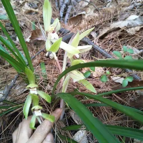 兰花,浓香型下山兰 25.00 元/斤