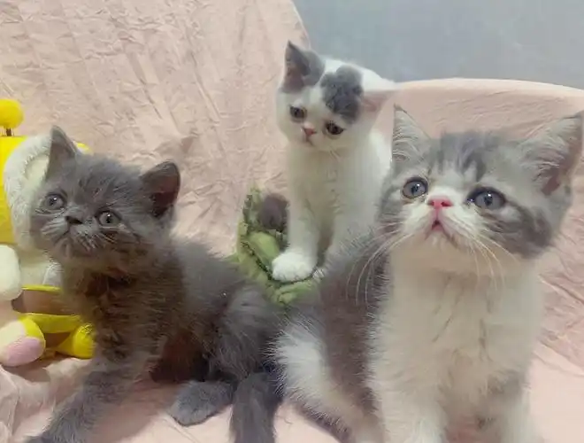 加菲英短混血宝宝找新家啦