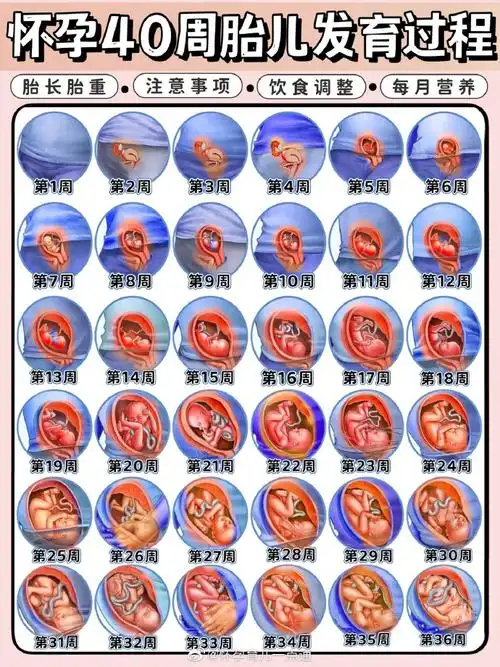 科普怀孕#怀孕40周胎儿发育过程及注意事项