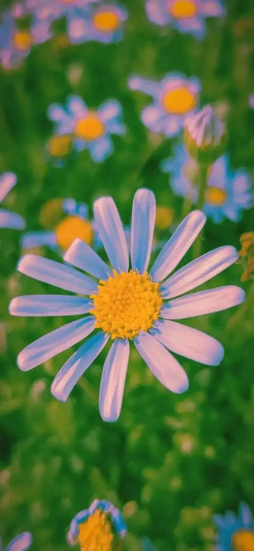 壁纸正在努力的你很可爱