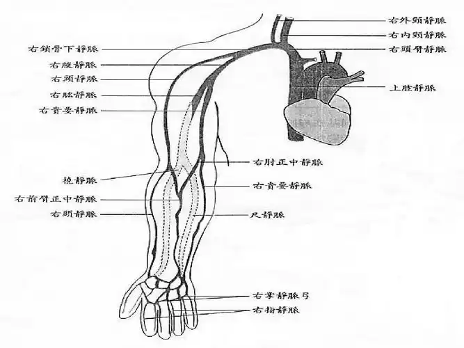 静脉留置针,中心静脉穿刺ppt