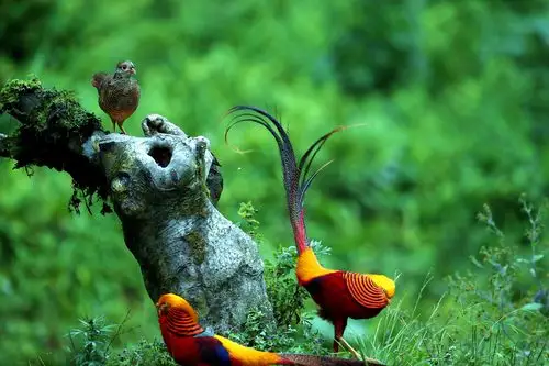 中国特有鸟种,华丽的红腹锦鸡,又名金鸡,中型鸡类,体长59-110厘米,尾