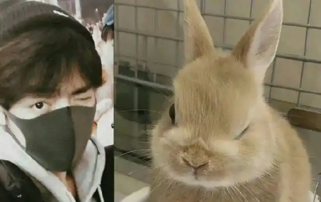 肖战好像长了兔耳朵#是不是肖战的兔兔本体要藏不住了呀～辣么可爱