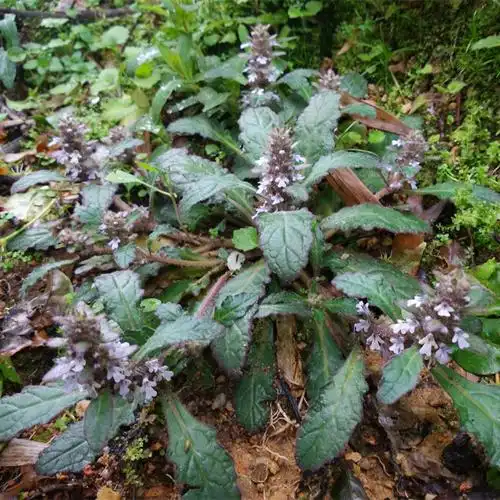 data-id="go02ms4tvn"> a target="_blank" href="/item/白毛夏枯草