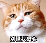 萌宠gif猫星人gif别怪我狠心gif冷酷gif搞怪gif