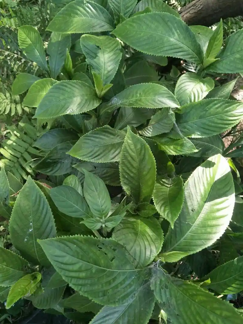 板兰每天可以泡水喝功效很好