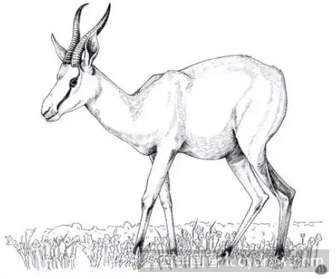 钢笔画教程:怎么画羚羊