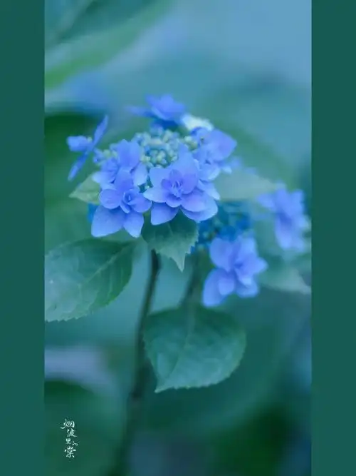 绣球的精致小花最近总是青蓝色03
