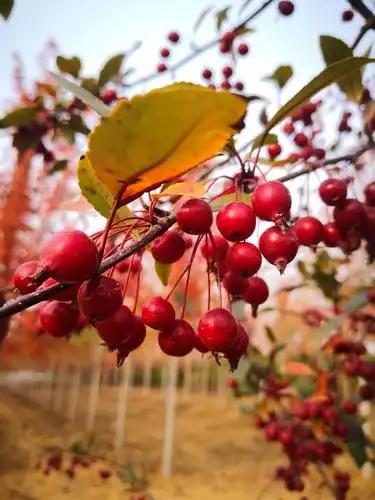 比山楂小很多,很红很红满树挂着,问了懂行的同学才知道这是北美海棠