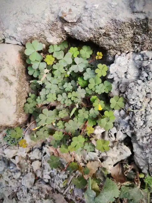 洞中的结瓜的黄瓜草