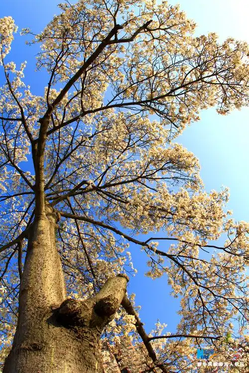 这颗白色的异木棉是母树,满树繁花,仰头细品,犹如北方的雾淞雪挂,一树