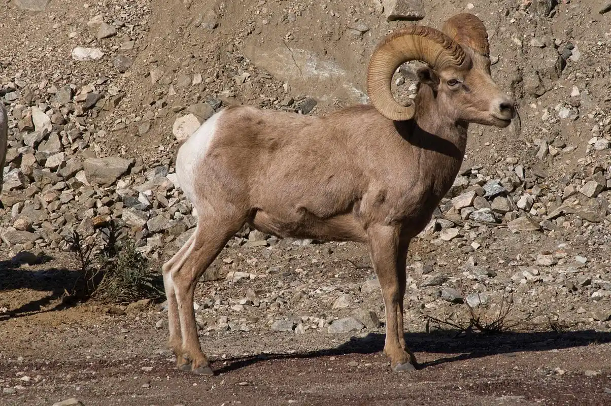 盘羊是一种体型粗壮的动物,身长1.