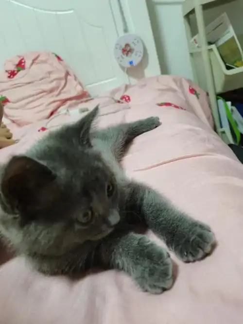 北京两个月大英短蓝猫小偿领养,送猫砂盆猫粮逗猫棒猫包