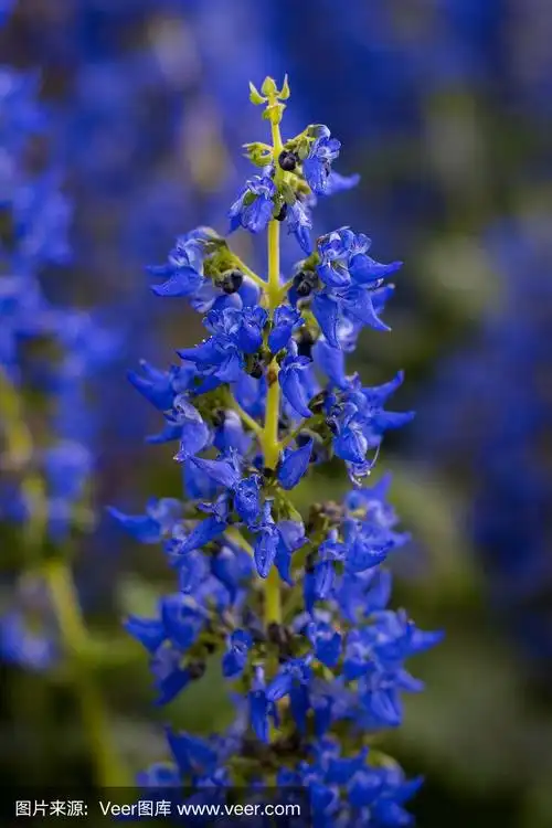 薄荷科,鲜花盛开,蓝色,热带气候,枝繁叶茂