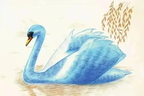 彩铅手绘入门天鹅怎么画美丽的天鹅彩铅绘画步骤教程