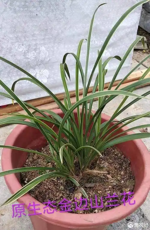 原生兰花,金边兰花,价格不一,有喜欢的可咨询!价格只供参考