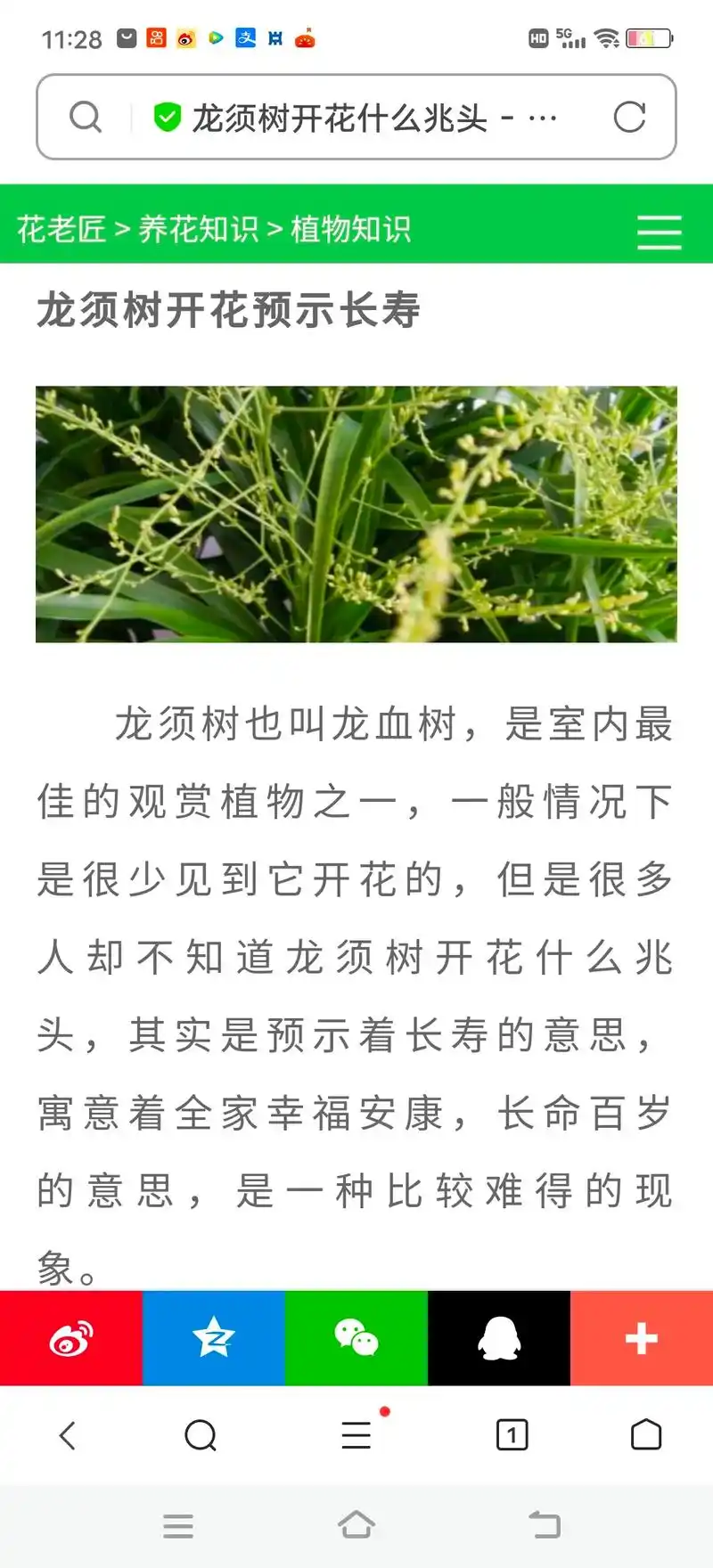 养殖几年的龙须树开花了,百度称龙须树很难开花98,花开寓意全 - 抖