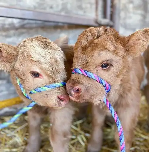 太萌了30只小动物的可爱瞬间谁的心被融化了