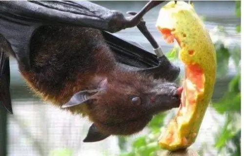 世界上最大的蝙蝠果蝠长相可爱酷似狐狸却非常爱吃水果