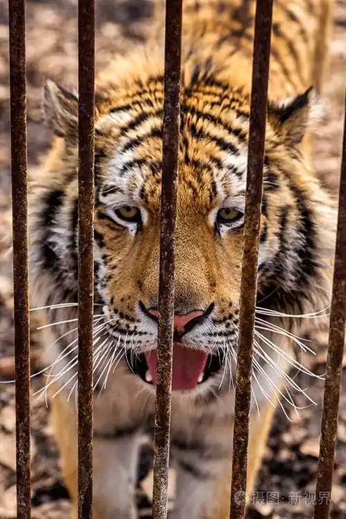 哀伤的西伯利亚黑龙江老虎与被打开的嘴在生锈的笼子后面