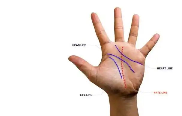 手上生命线分叉较多代表什么?