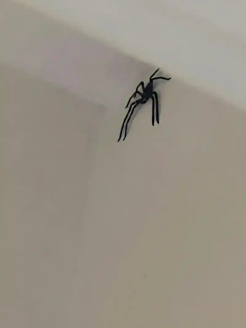 家里出现这么大只蜘蛛,请问有毒吗?要怎么赶走它啊08 #蜘 - 抖音