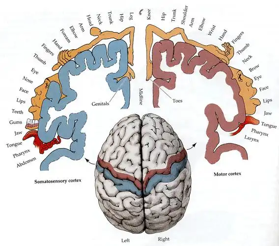 调动大脑的体感皮层可以让你更快乐_感觉_信息_身体