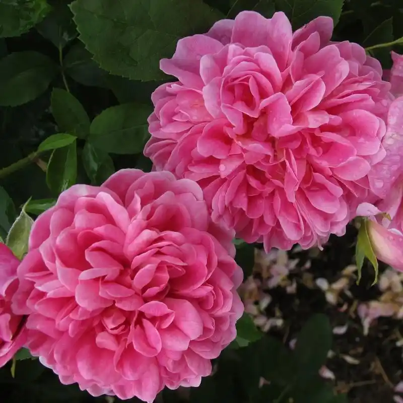 农夫- 灌木月季.月季"农夫"是由英国育种家奥斯汀于198 - 抖音