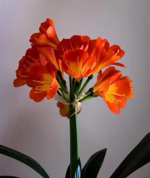 7种花寓意"好",好养又旺财,越养越"值钱"|君子兰|橡皮树|瑞香|盆景