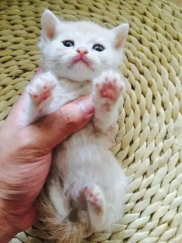 6.27生的萌萌哒乳白色英短小奶猫们