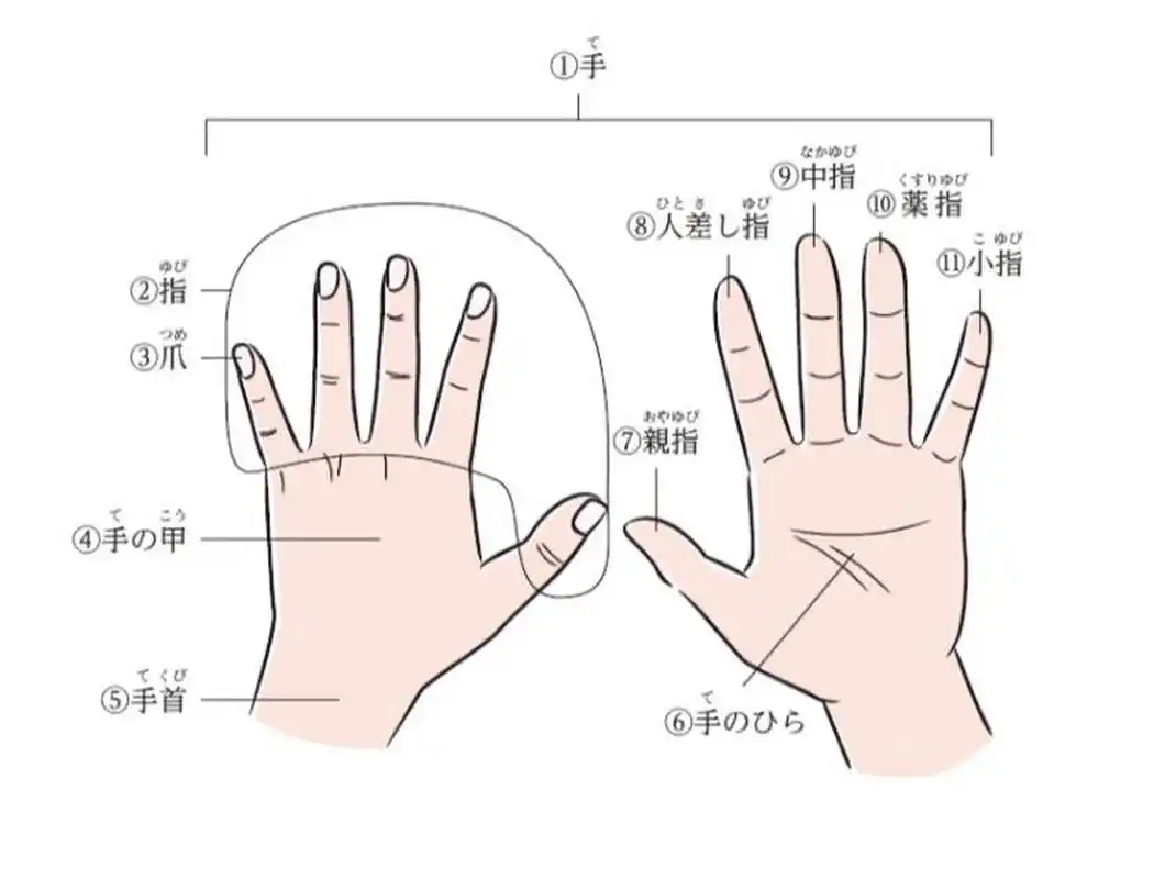 日语中五根手指的叫法及由来 9899中文: 大拇指:因为最粗大,所以