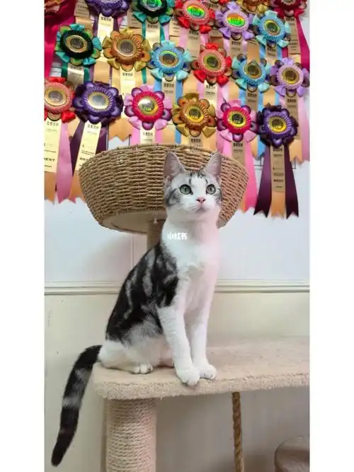 英短美短最适合新手养