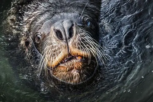 《海狮》 - 摄影大赛2019 - 国家地理中文网